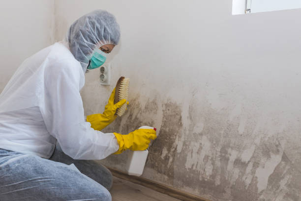 Professional Mold Removal in Leechburg, PA