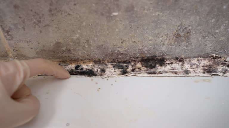 Environmental Consulting for Mold Prevention in Leechburg, PA